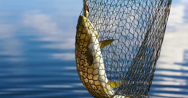 网络钓鱼威胁增大